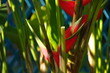 Fleurs tropicales rouges.