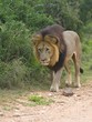Closing in on the Buffalo Herd is a careful process