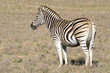 Healthy zebra in a wildlife reserve. Healthy zebra in a wildlife reserve.