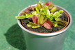 Foto: Dionaea Fliegenfalle Dionaea Fliegenfalle