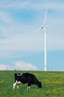 a cow eating near a windturbine - France a cow eating near a windturbine - France