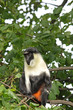 Photo of a chimpanzee (chimp)