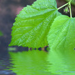 feuilles de mûrier feuilles de mûrier