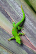 Madagascar gecko in Zurich Zoo (Switzerland)