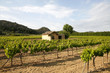 vignes