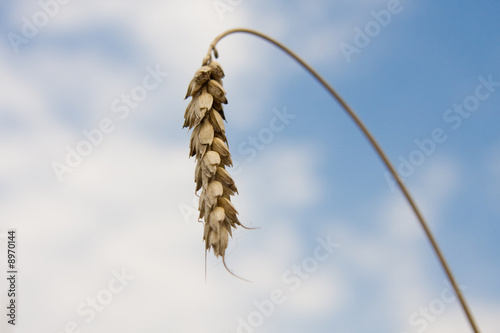 Photo: Yellow graft of wheal is growing against a blue sky Yellow graft of wheal is growing against a blue sky