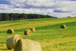 Feld - Waldrand - Strohballen