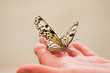 Wood Nymph butterfly