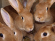 lapins