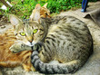 Cats