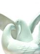 A pair of white pigeon