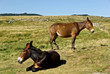 Mules