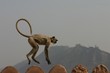 Leaping monkey of Agra