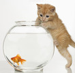 Kitten trying to get at a goldfish Kitten trying to get at a goldfish