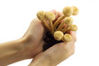 Hands holding earth with several prickly cups growing