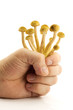Hand holding several mushrooms over white background