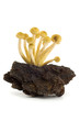 Several mushrooms on wood over white background