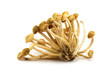 Kuehneromyces mutabilis over white background