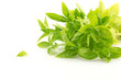 Many basil sprouts over white background