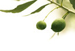 décoration série - olives isolées sur un fond blanc