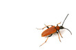 isolated bug on white background
