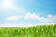 sky and grass