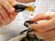 manger avec ses doigts moules frites 2