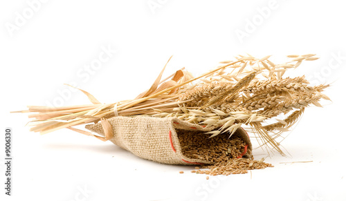 golden wheat and studio isolated