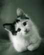 Kitten Kitten