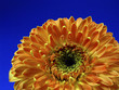 Gerbera Blau