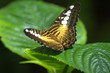 Clipper Butterfly, open wings, green leaf