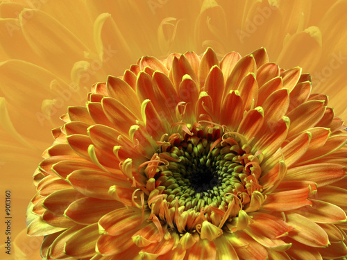 Photo: Gerbera H Gerbera H