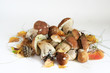 King Bolete