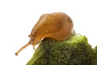 snail and mushroom