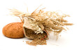 golden wheat and studio isolated