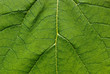 feuille