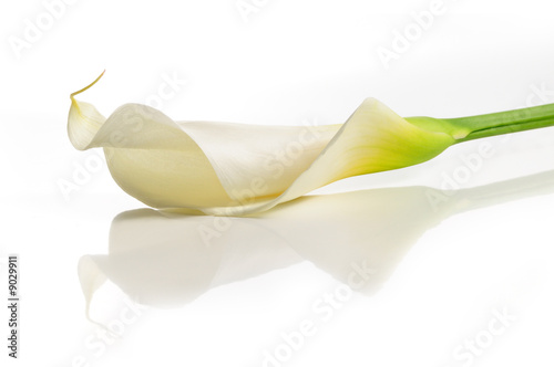 Photo: Detail of calla lilly flower isolated over white with reflection Detail of calla lilly flower isolated over white with reflection