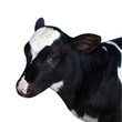Friesian Calf isolated with cipping path