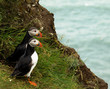 Atlantic Puffins in Iceland Atlantic Puffins in Iceland