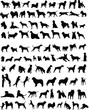 Illustration: 100 silhouettes of different breeds of dogs 100 silhouettes of different breeds of dogs