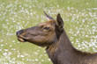 Portrait of an elk cow