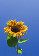 amazing sunflower and blue sky background