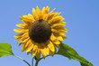amazing sunflower and blue sky background