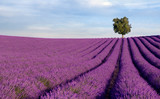 Rich lavender field in Provence with a lone tree - Fine Art prints