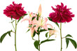 Beautiful fresh flowers on a white background Beautiful fresh flowers on a white background