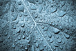 Feuille