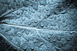 Feuille