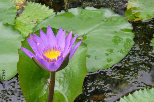 Photo: Lotus Lotus