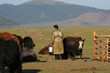 Elevage de yacks en mongolie Elevage de yacks en mongolie