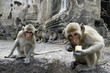 monkey friends in a park at Asia